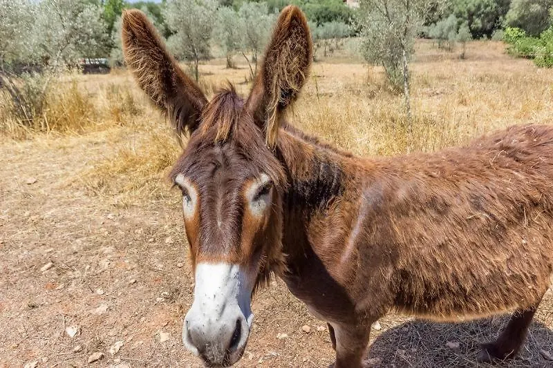 קוסטיטקס Can Pina - Eco Arco - (Adults Only) ספרד